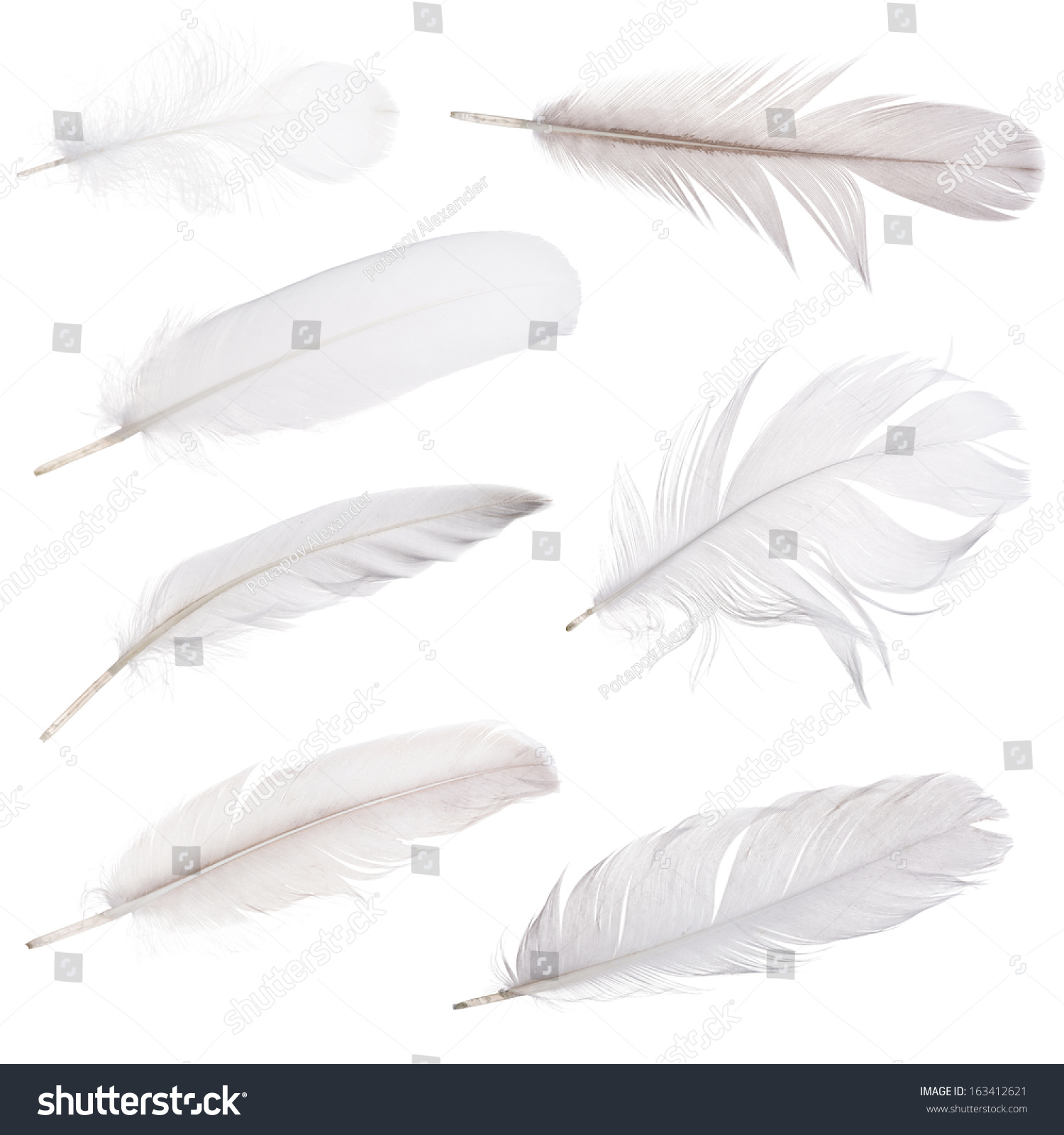 Set Light Grey Feathers Isolated On Stock Photo (Edit Now) 163412621