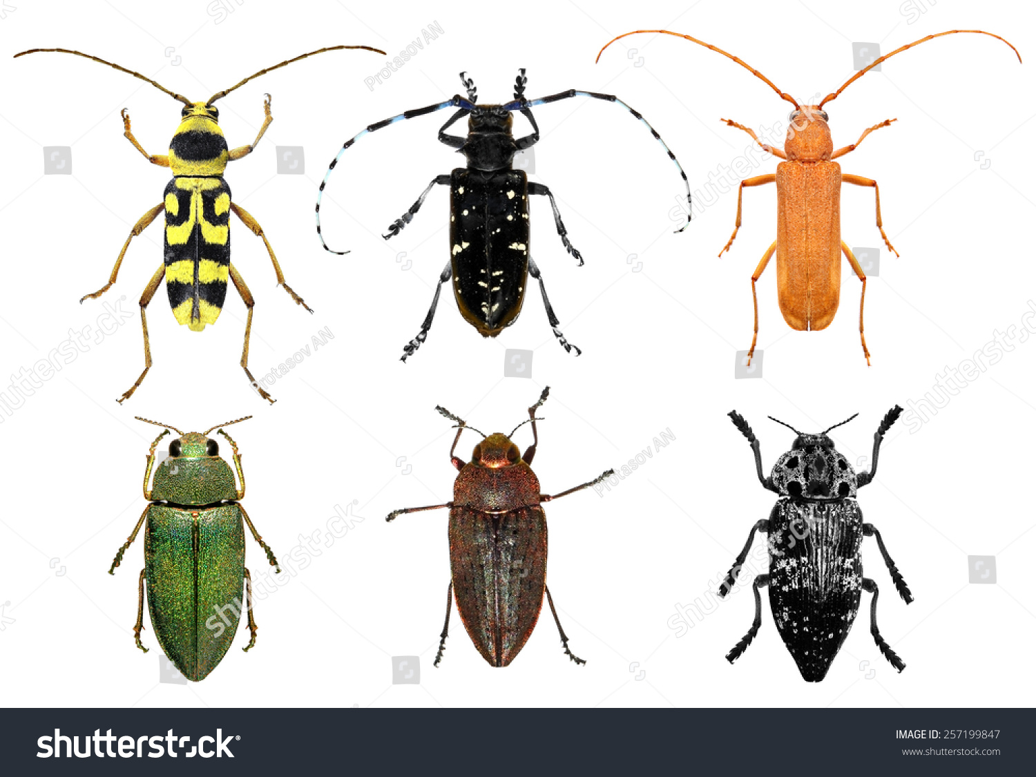 Set Longhorn Beetles Jewel Beetles Metallic Stock Photo 257199847 ...