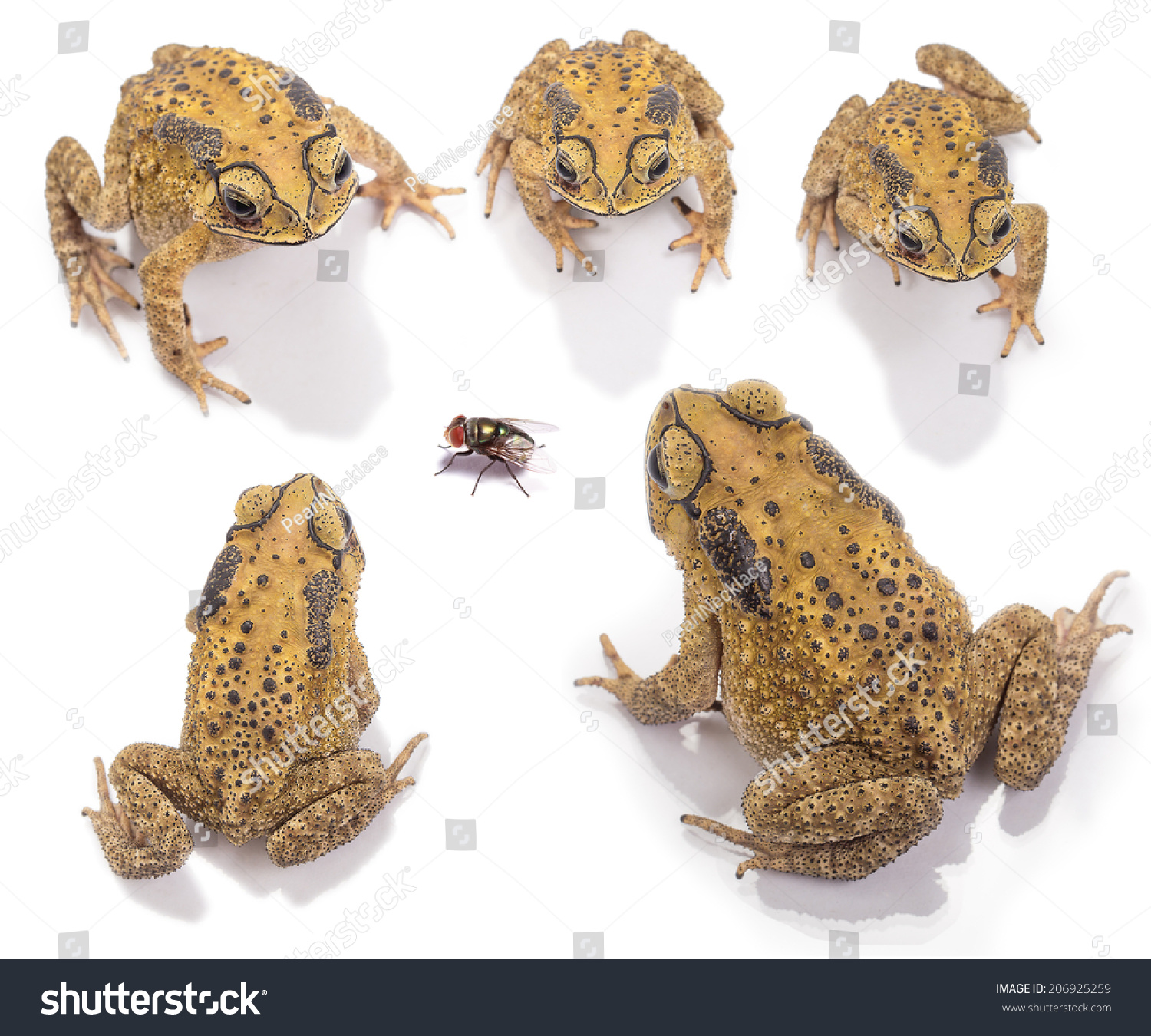 Set Of Top View Of Golden Color Skin And Orange Neck Toad, Fly On White ...