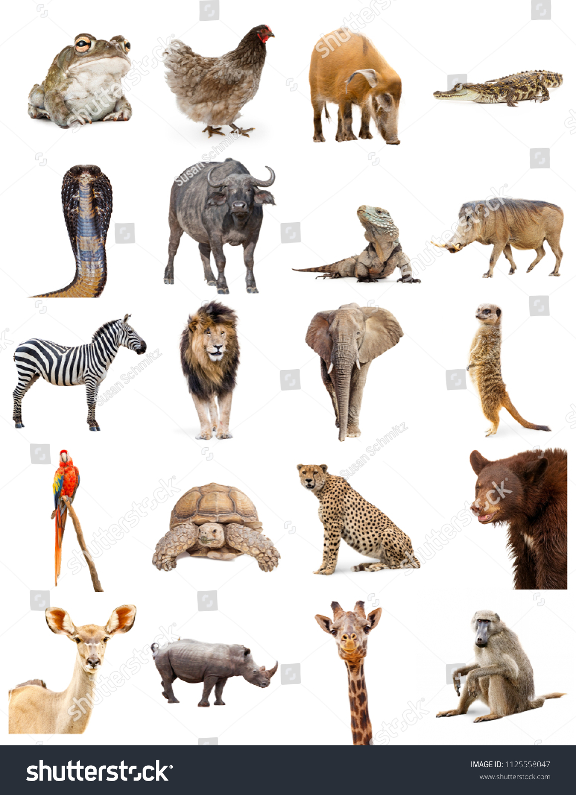 set twenty different zoo animals on stock photo edit now 1125558047
