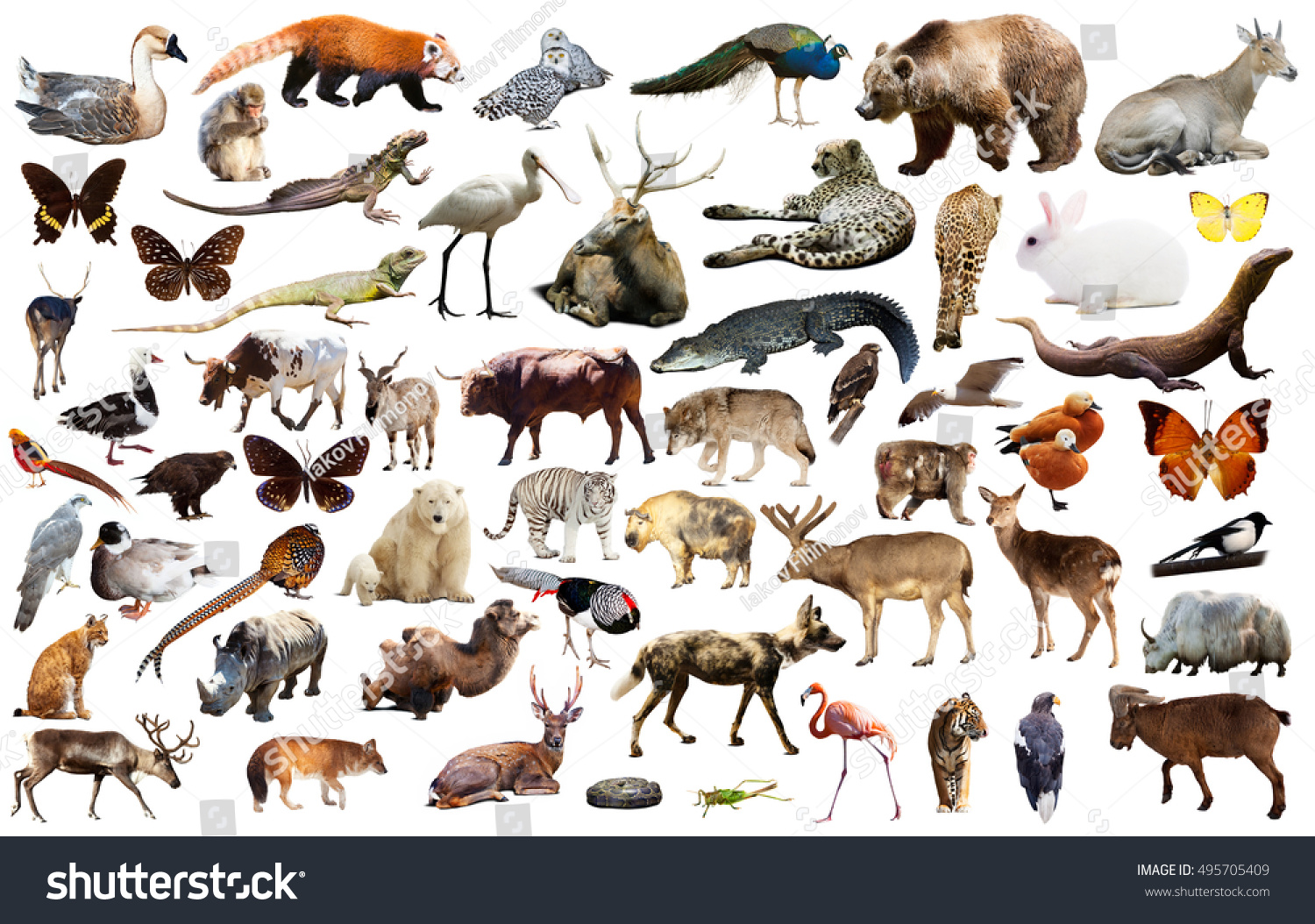 107,833 Animales Set Stock Photos, Images & Photography 