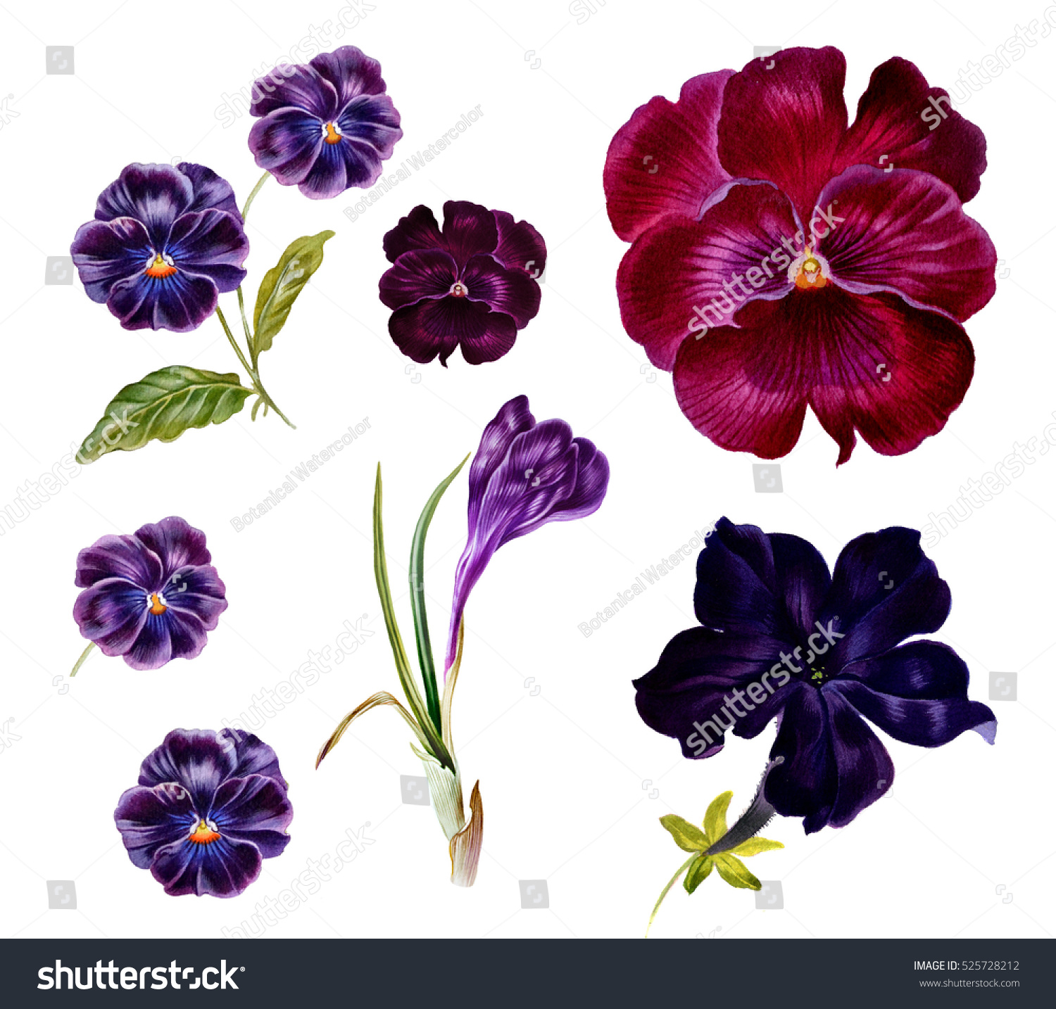 Set Violet Purple Flowers Watercolor Flowers Stock Illustration ...