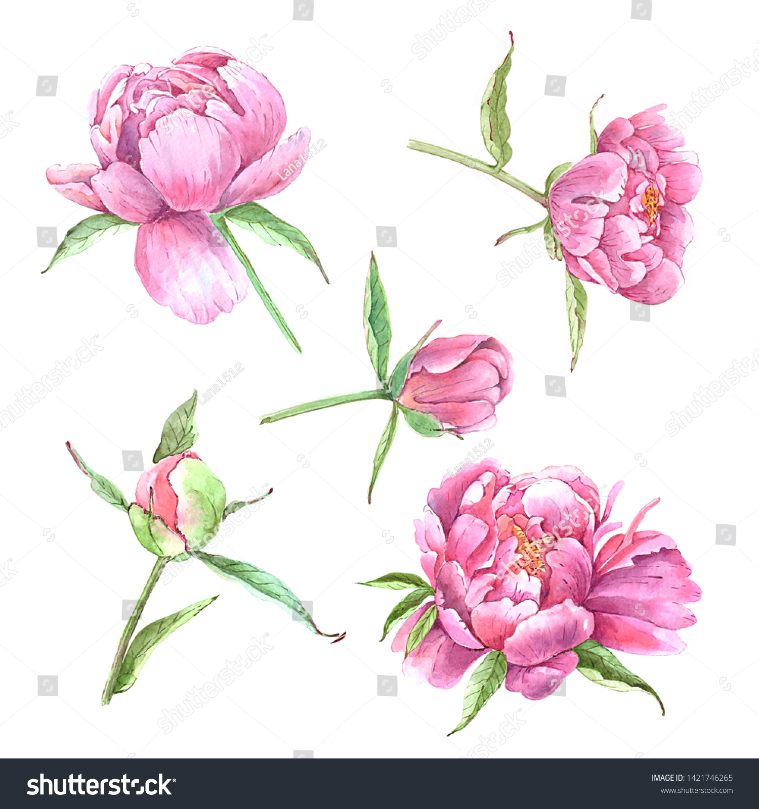 Set Watercolor Drawings Flowers Pink Peonies Stock Illustration ...