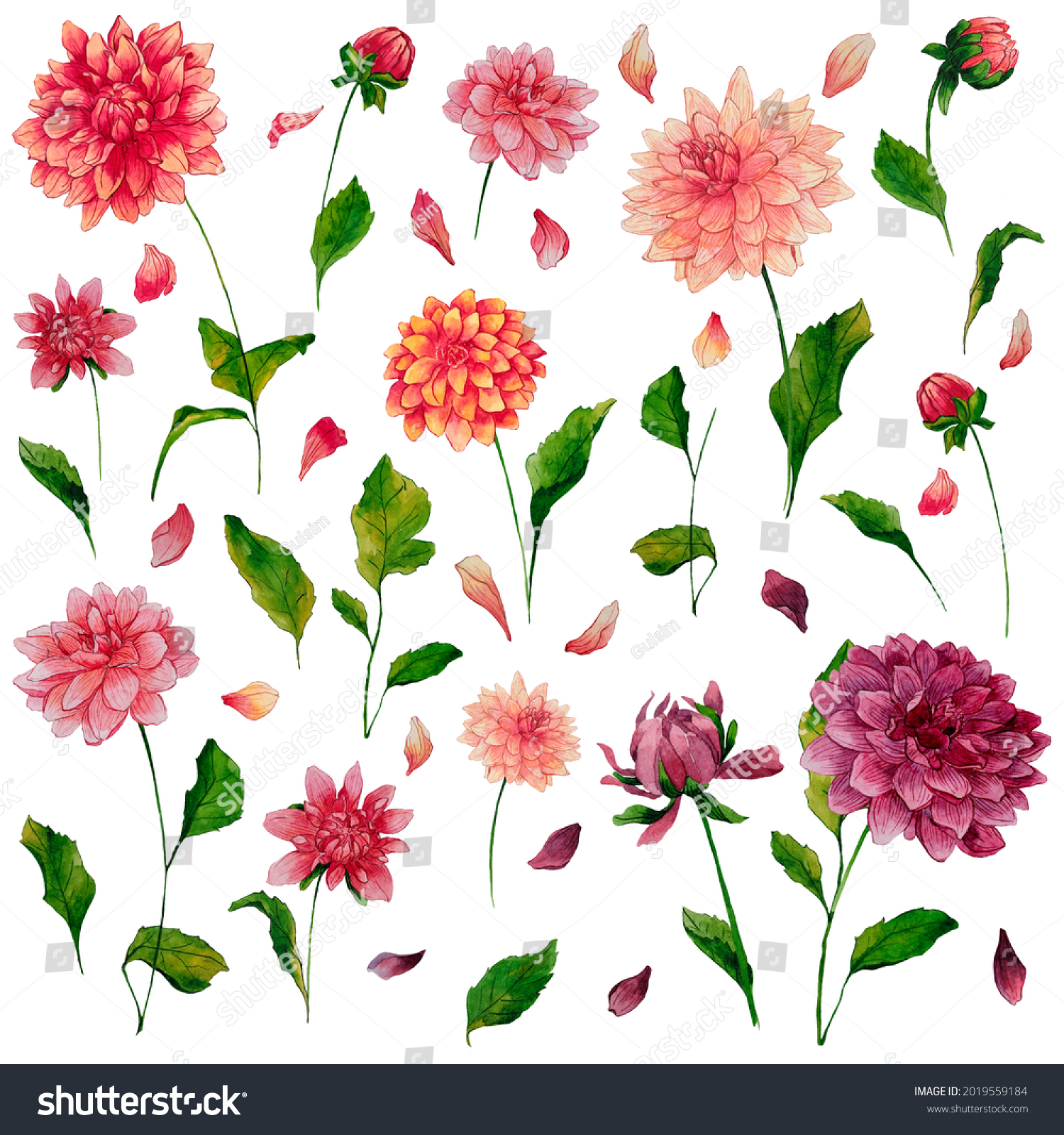 Set Watercolor Illustrations Blooming Bright Dahlias Stock Illustration Set Watercolor Illustrations Blooming Bright Dahlias Stock Illustration