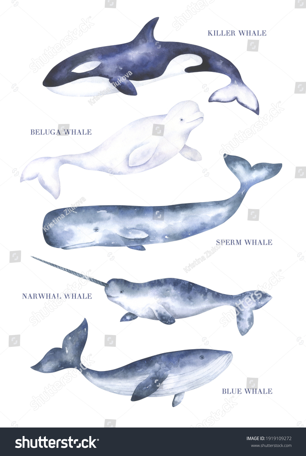 77,202 Watercolor fishes Images, Stock Photos & Vectors | Shutterstock