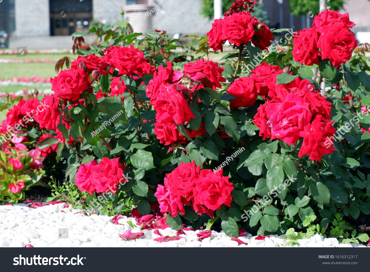 Several fresh red blooming roses on rose bush close up view