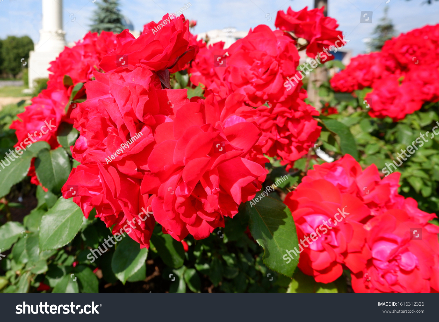 Several fresh red blooming roses on rose bush close up view