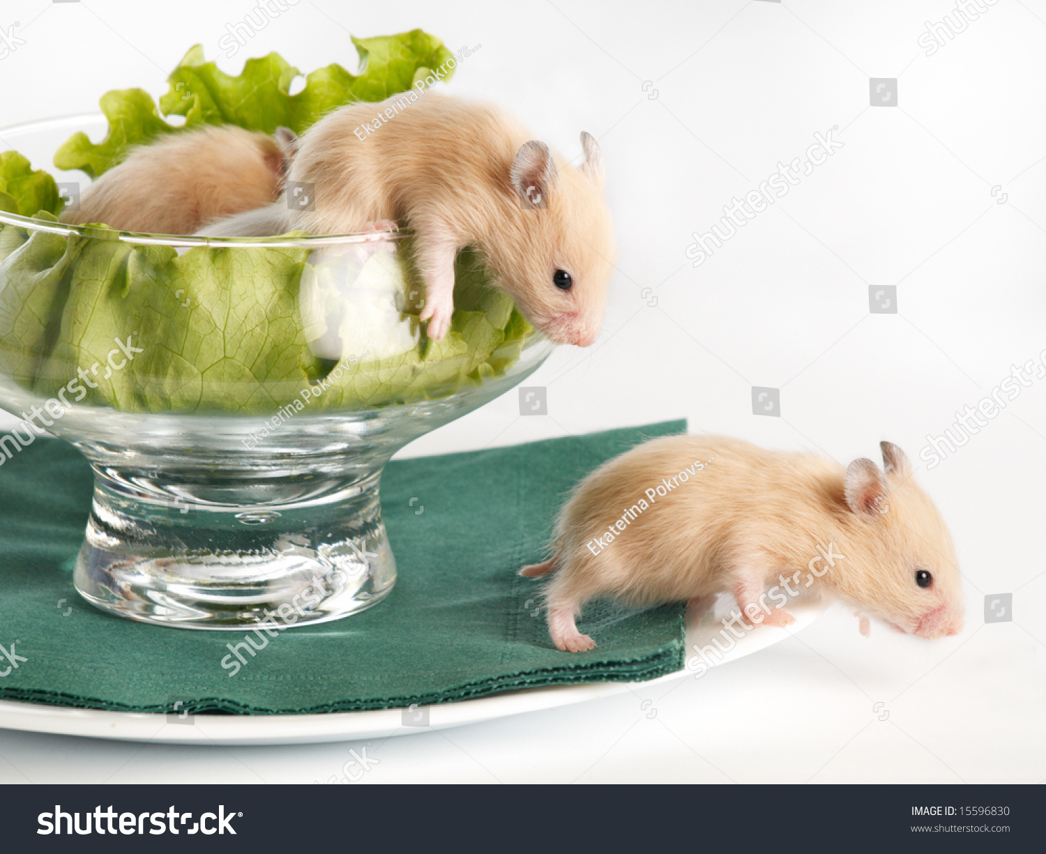 Diet for Jungar hamsters Diet for Jungar hamsters