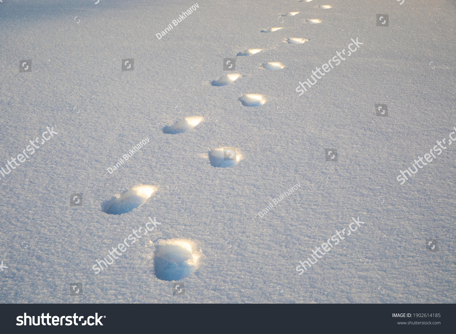 Several Human Footprints On Snow Stock Photo 1902614185 | Shutterstock