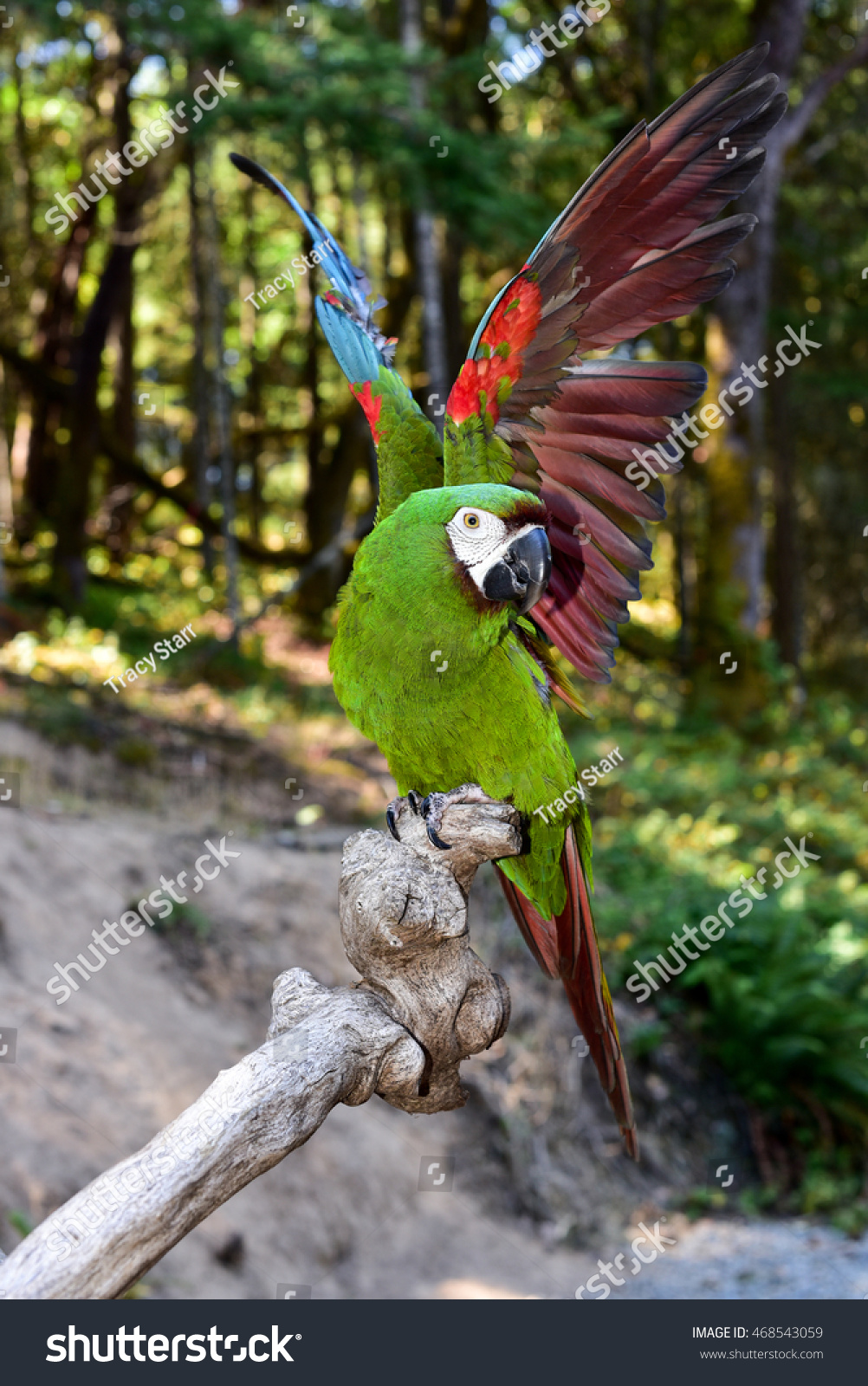 Severe Macaw Parrot Stock Photo Edit Now 468543059,How To Play Gin Rummy Card Game