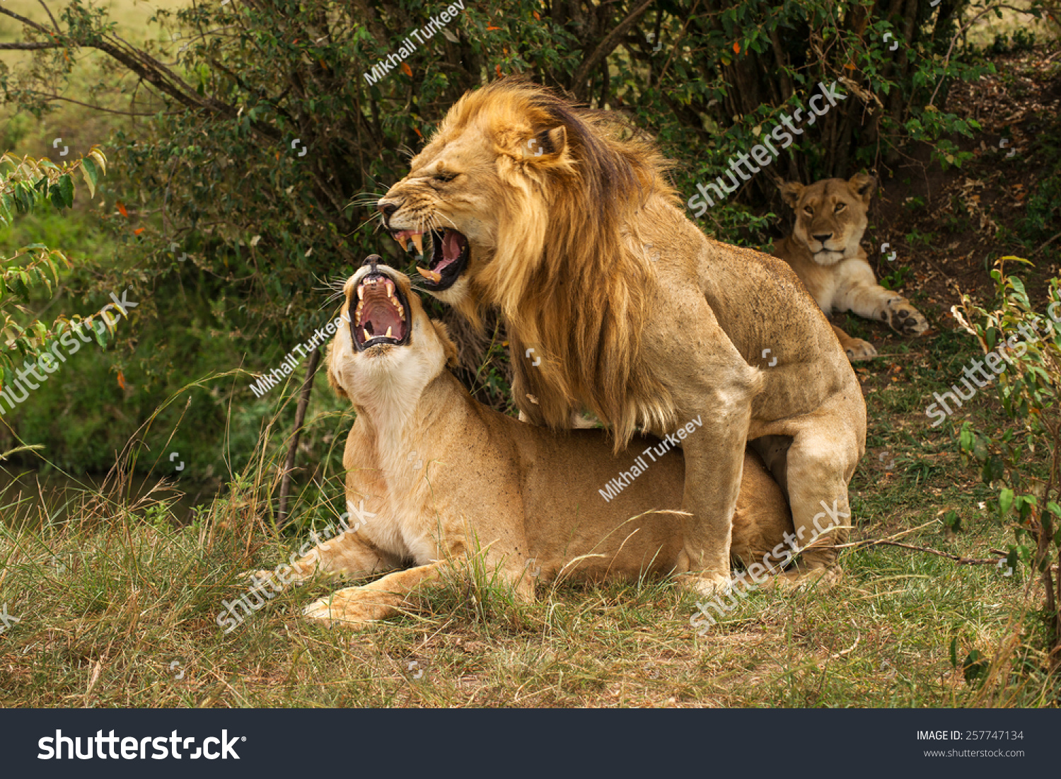 Sex With Lion 70