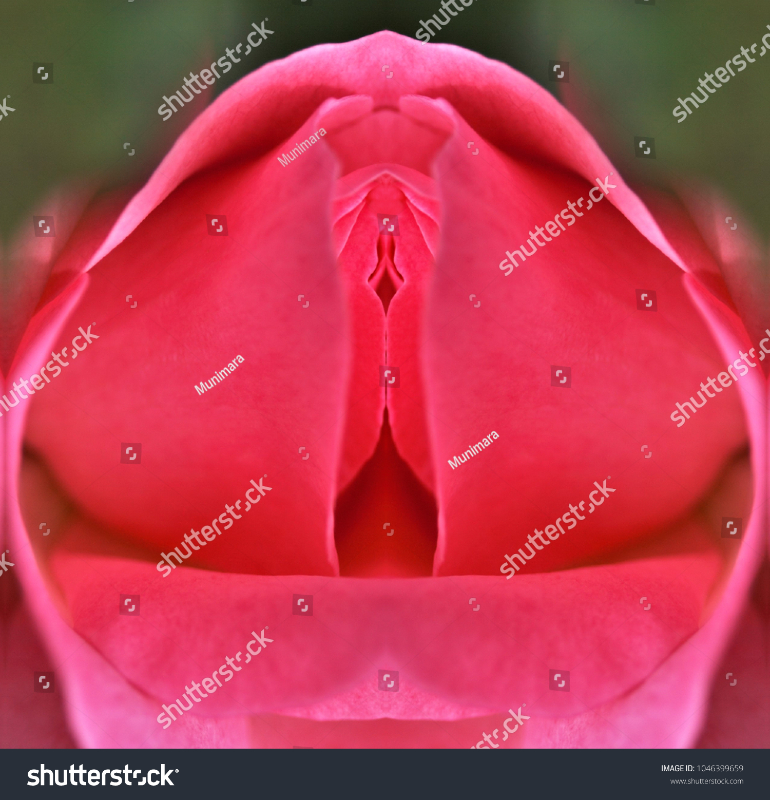 Sex Pussy Vulva Clitoris Vagina Orgasm Foto Stok Shutterstock