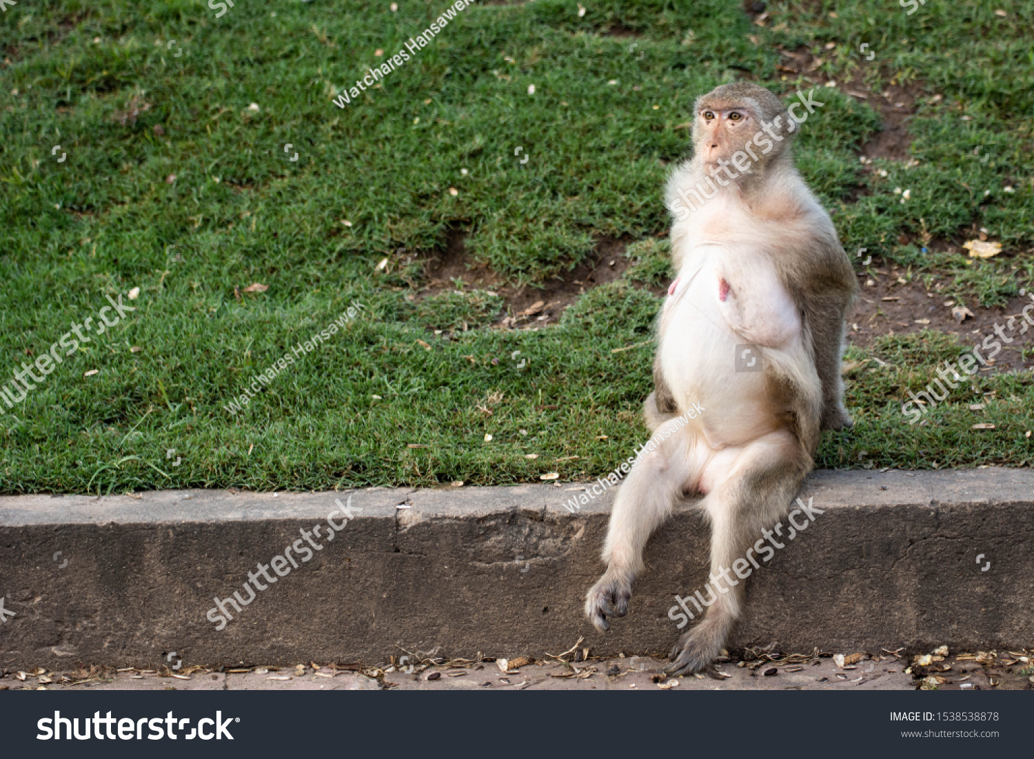 Monkey nude