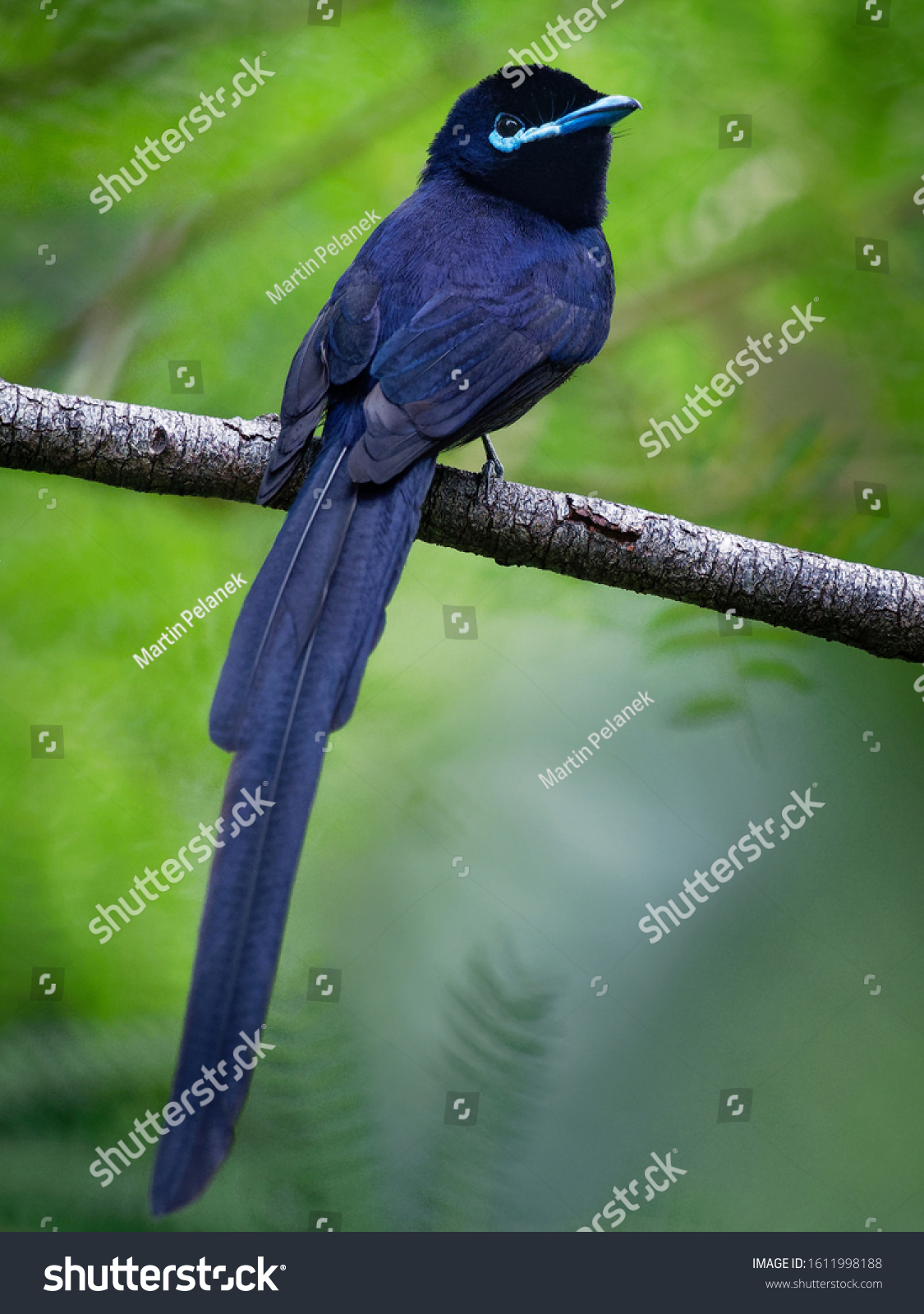 seychelles-paradise-flycatcher-terpsiphone-corvina-rare-stock-photo