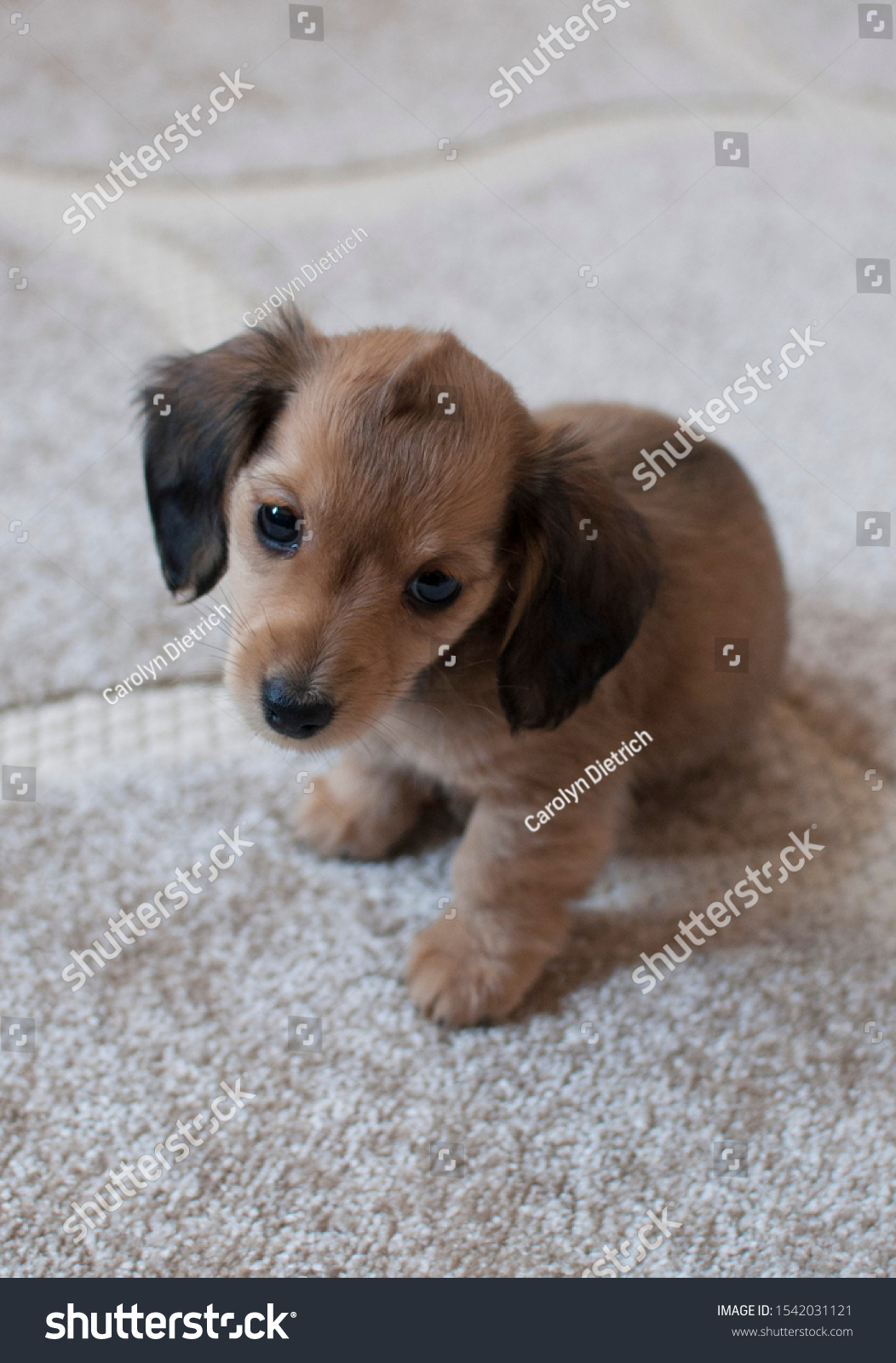 Shaded English Cream Miniature Dachshund Puppy Stock Photo Edit Now 1542031121