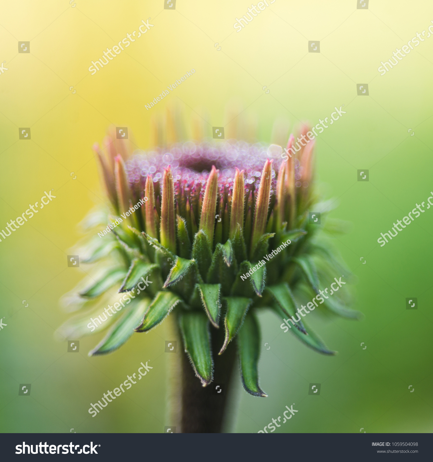 Shaggy Bud Purple Coneflower Echinacea Purpurea Nature Stock Image 1059504098