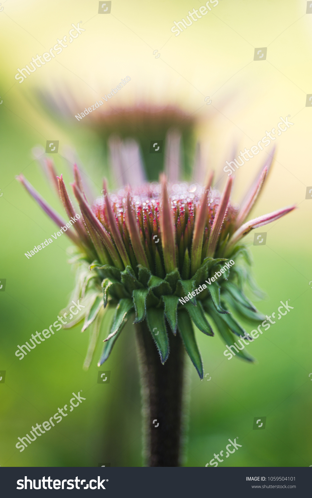 Shaggy Bud Purple Coneflower Echinacea Purpurea Stock Photo Edit Now 1059504101