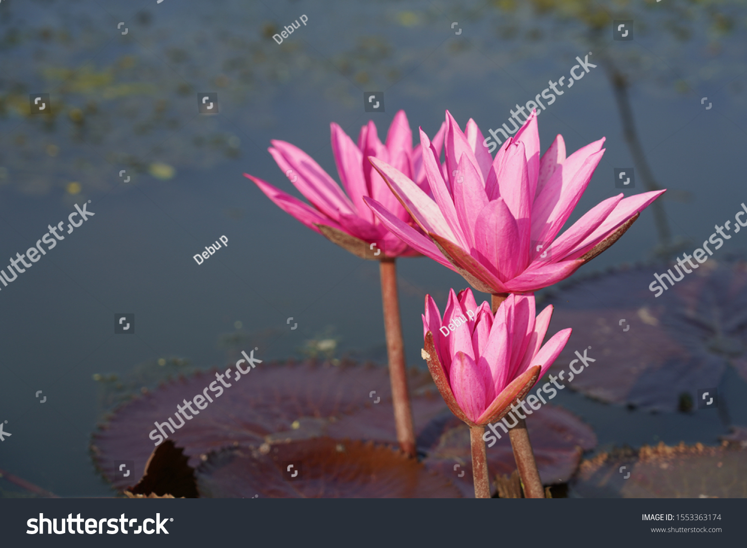 Shapla Water Lily National Flower Bangladesh Stock Photo (Edit Now ...