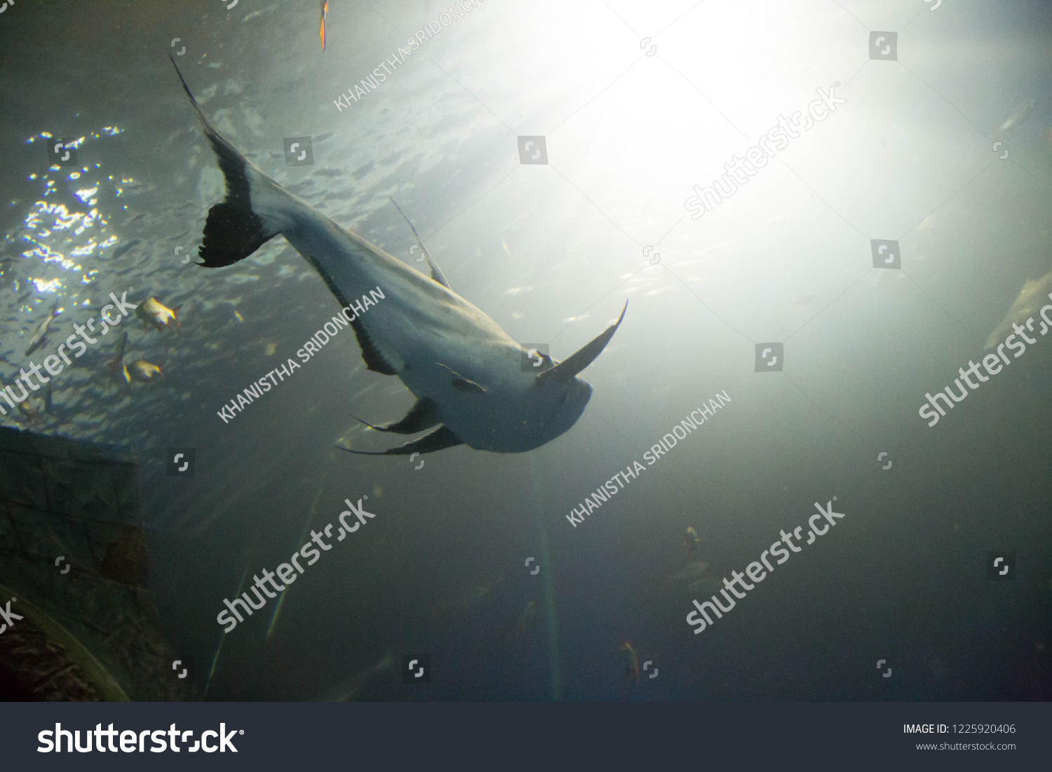 Shark Shadow Stock Photo Edit Now 1225920406 - 