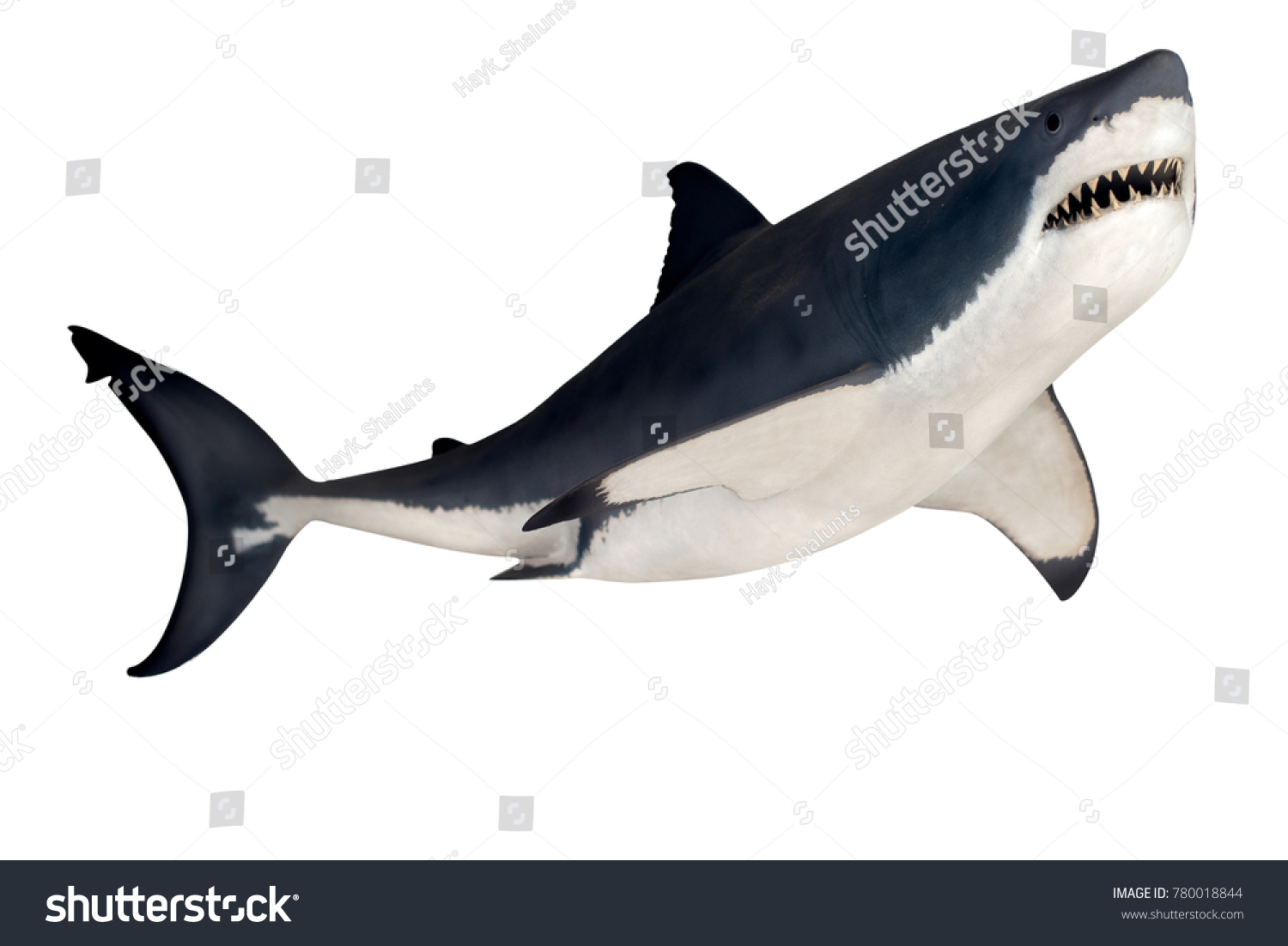 Shark Isolated On White Background Stock Photo 780018844 | Shutterstock