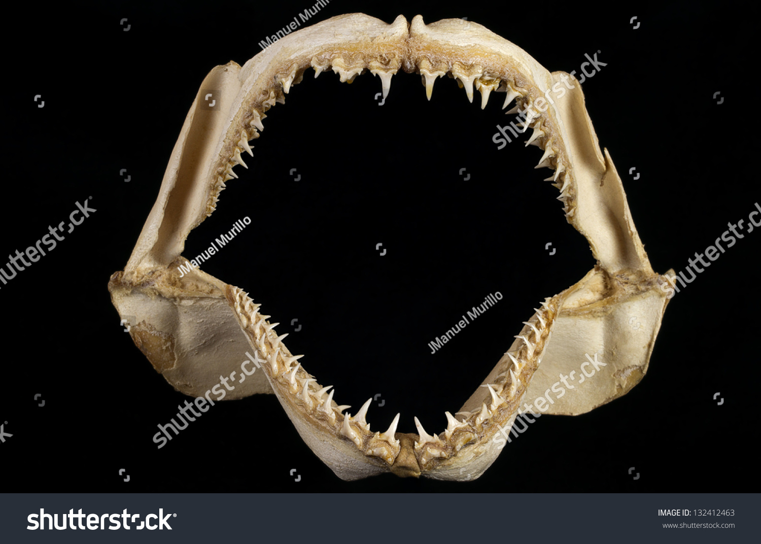 Shark Jaws With Sharp Teeth On Black Background Stock Photo 132412463 ...