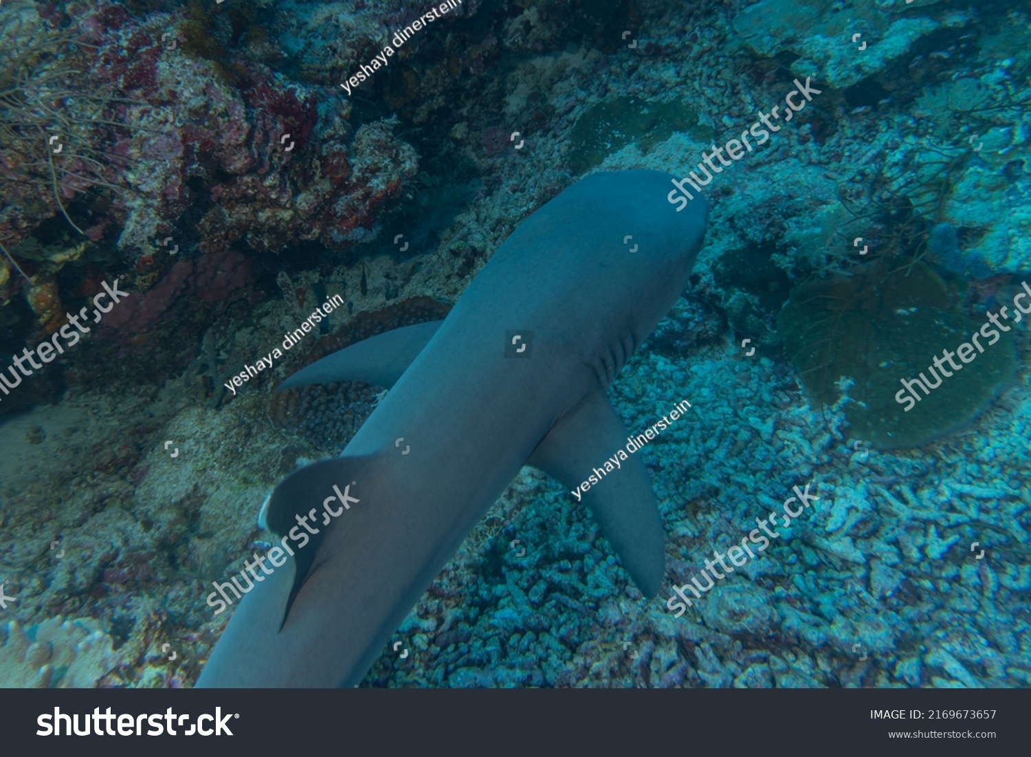 Shark Swimming Tubbataha Reef National Park Stock Photo 2169673657 ...