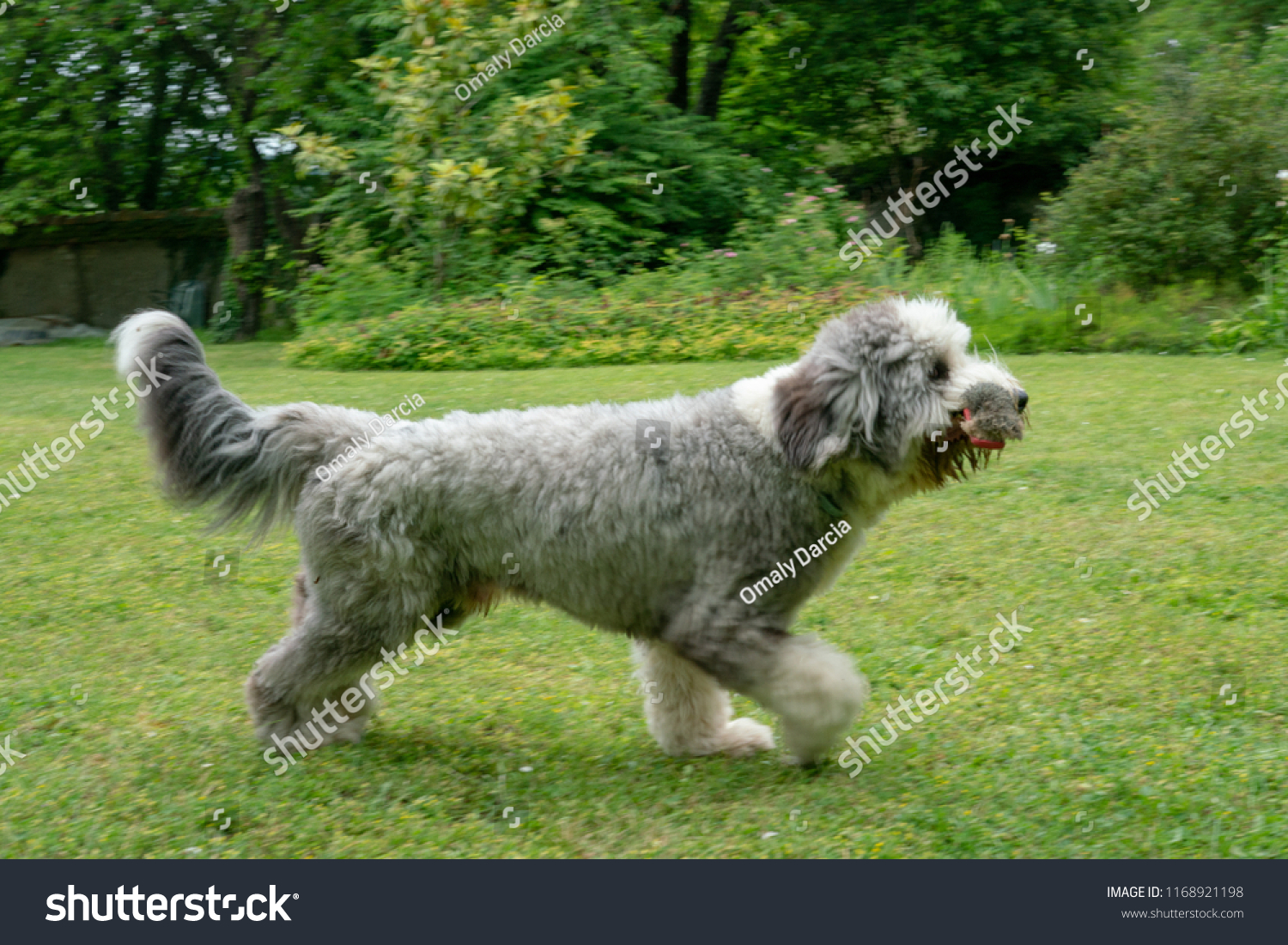 Shaved Short Hair Old English Sheperd Animals Wildlife Stock Image