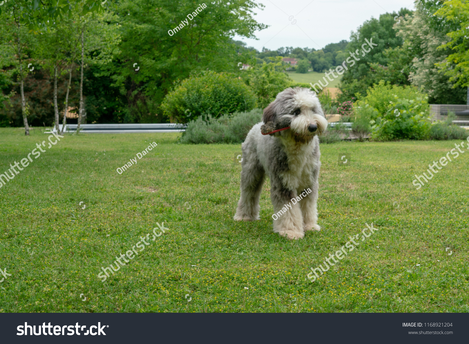 Shaved Short Hair Old English Sheperd Stock Photo Edit Now 1168921204