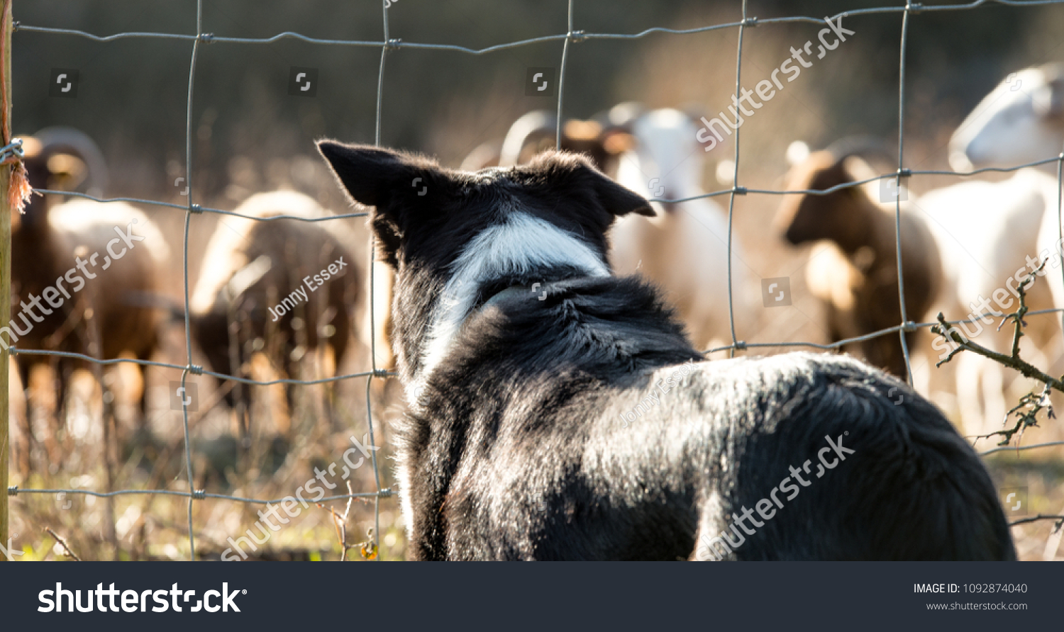 border collie sheepdog training