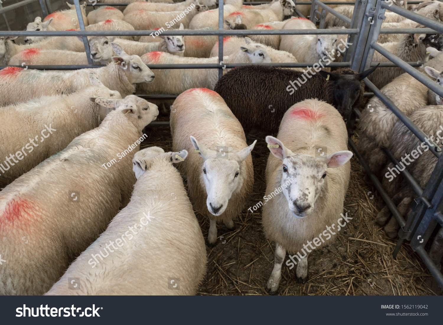 14,903 Livestock pens Images, Stock Photos & Vectors | Shutterstock