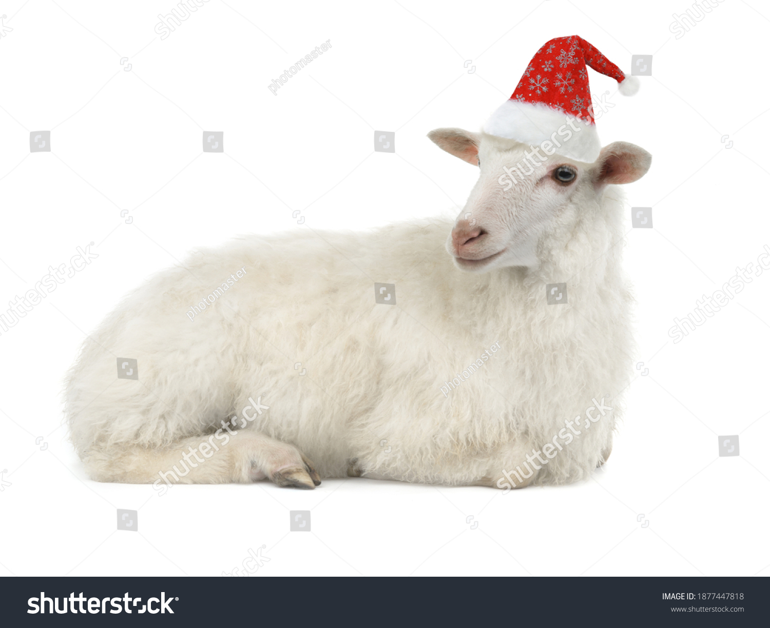 19,726 Sheep christmas Images, Stock Photos & Vectors | Shutterstock