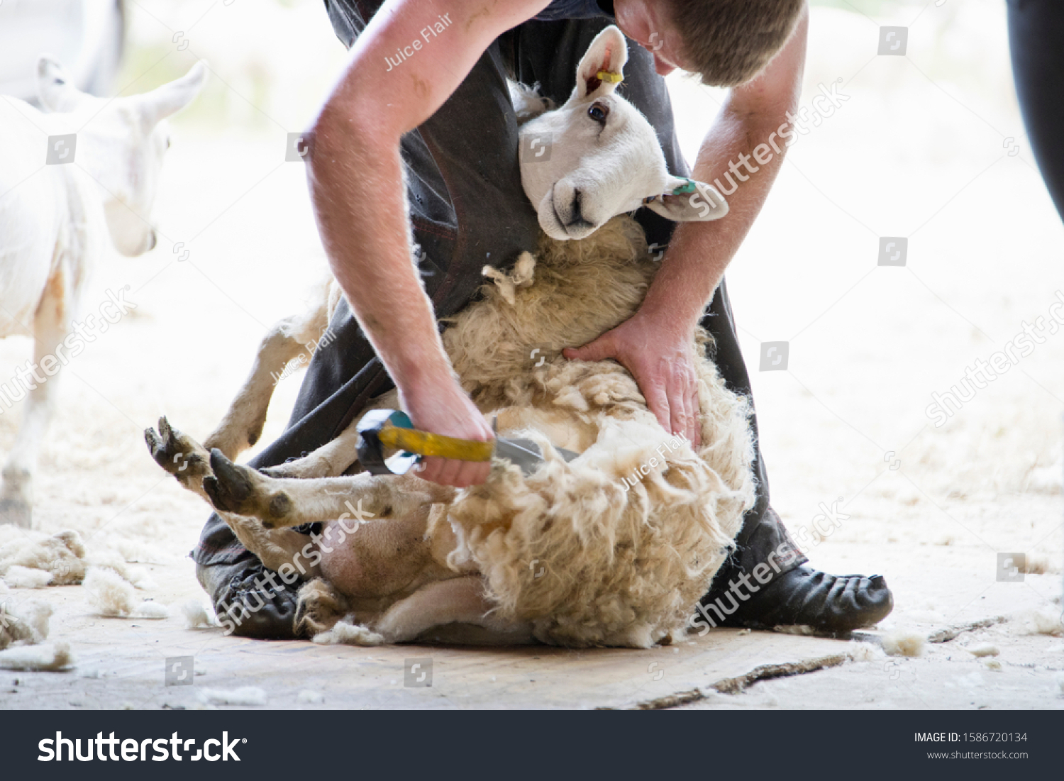 769 Sheep shearer Stock Photos, Images & Photography | Shutterstock