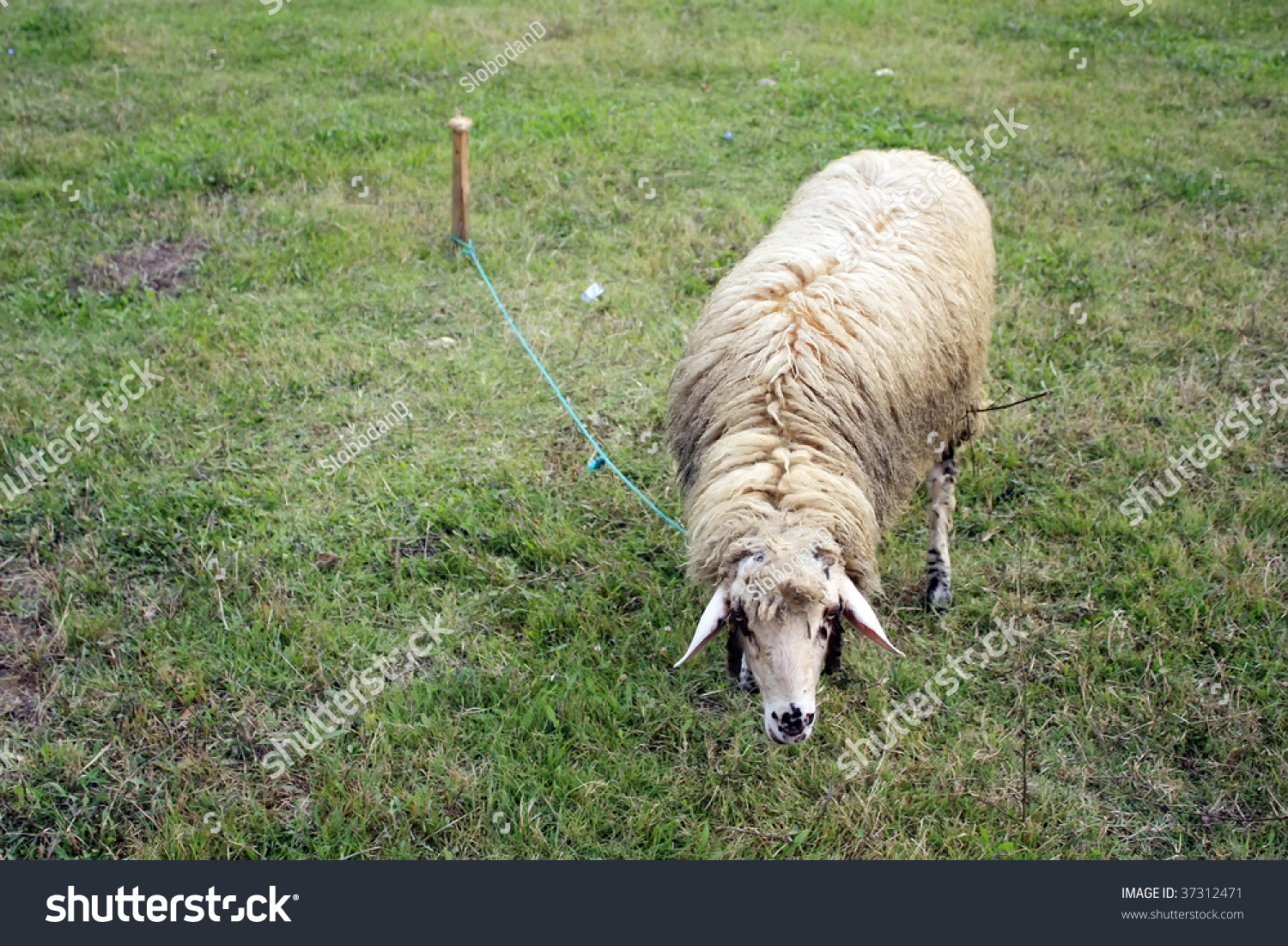 Sheep Tied Rope Stock Photo (Edit Now) 37312471