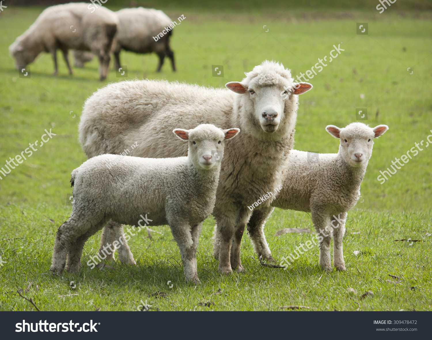 子羊と羊 の写真素材 今すぐ編集