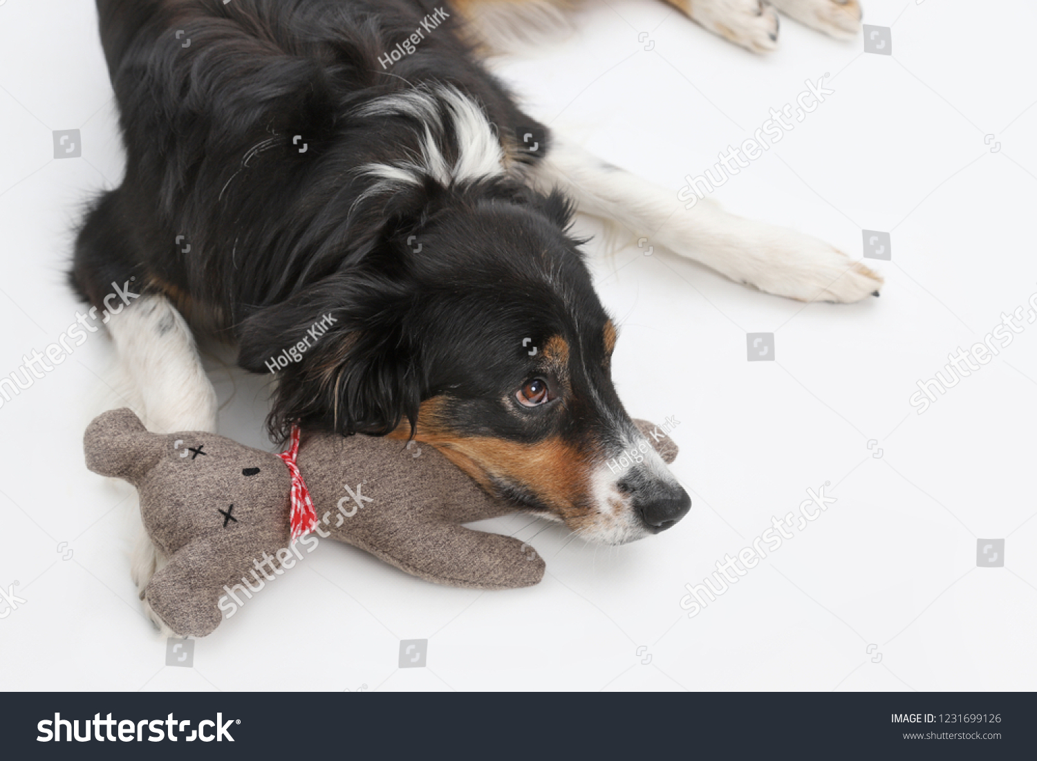 border collie teddy bear