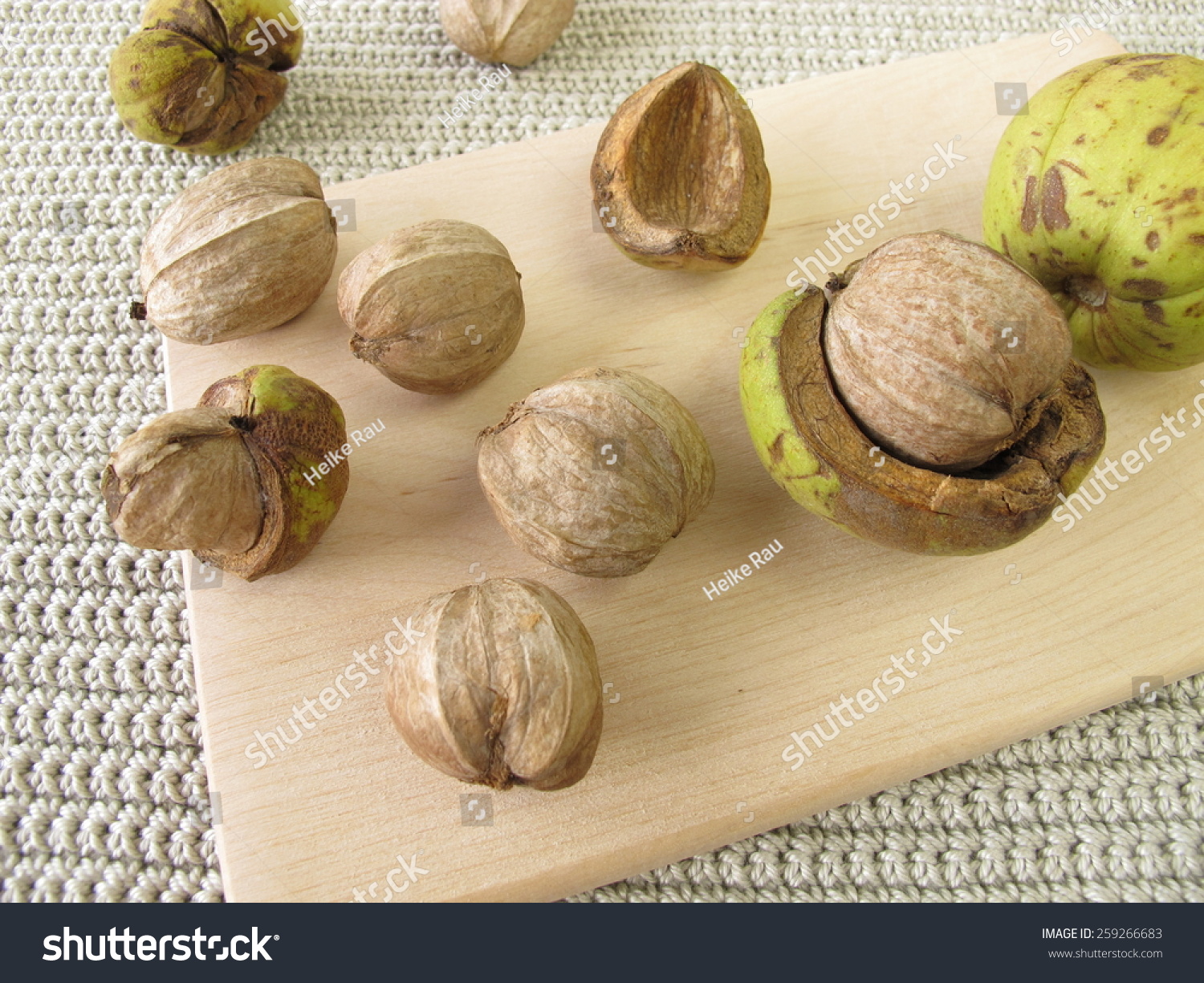 Shellbark Hickory Nuts Stock Photo Edit Now 259266683