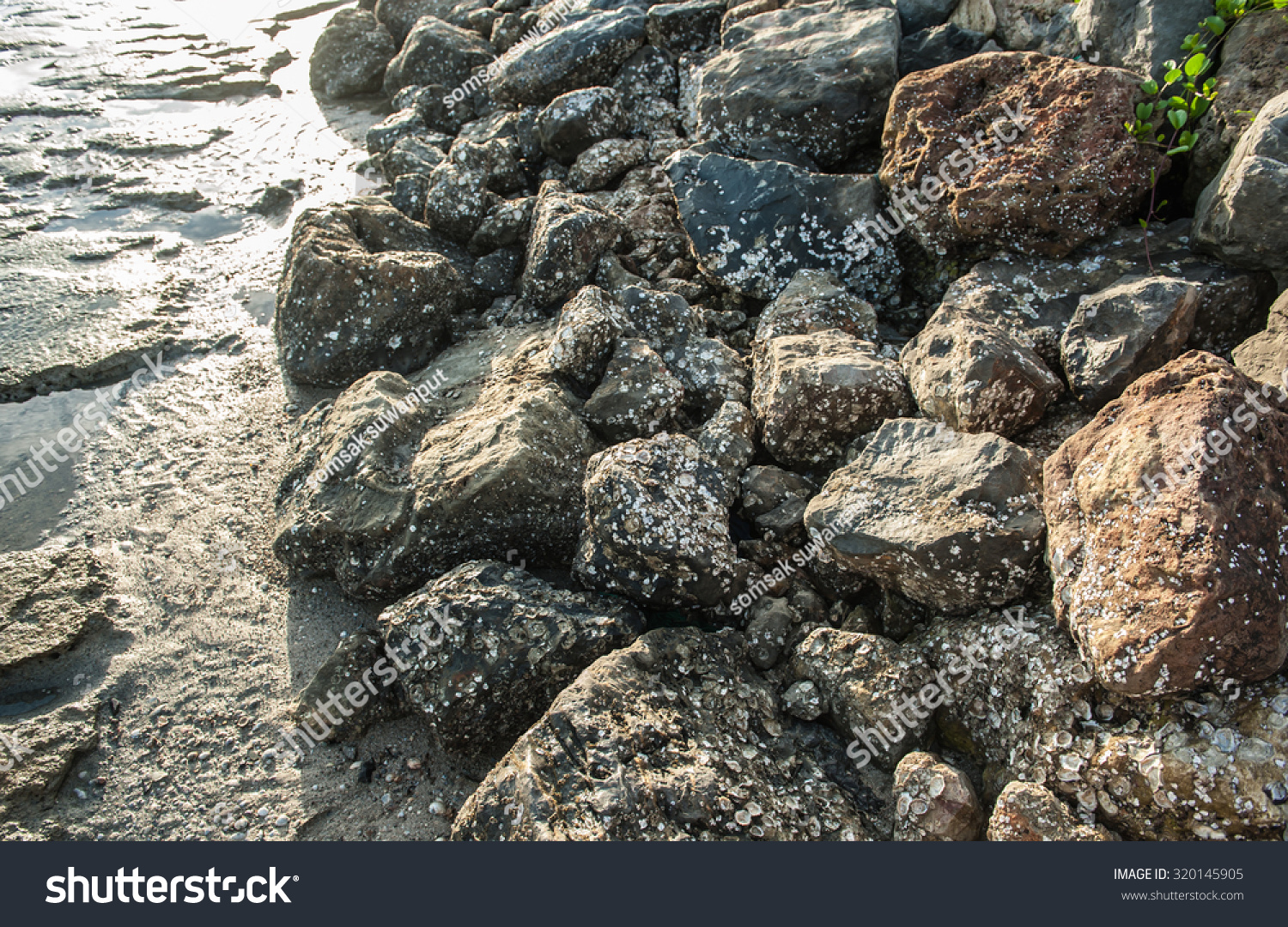 Shellfish Plankton Shells That Stuck Rocks Stock Photo (Edit Now) 320145905