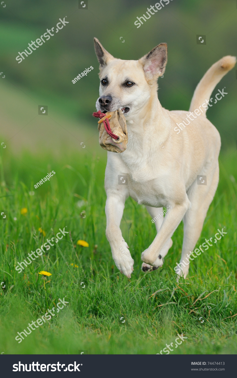 Shepherd Dog Hops Joyfully Brings Bag Stock Photo Edit Now 74474413