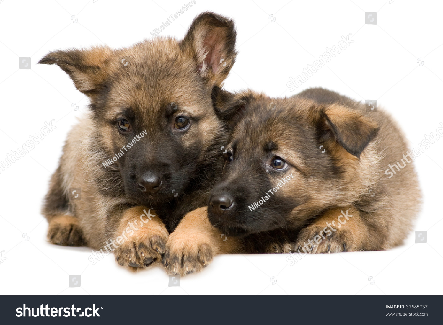 Shepherds Puppys Stock Photo 37685737 : Shutterstock