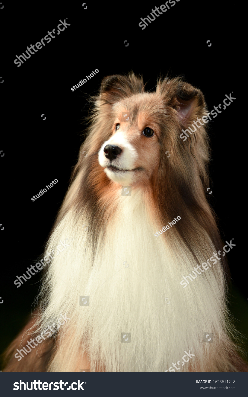 Shetland Sheepdog Japanese Photo Studio Stock Photo (Edit Now) 1623611218