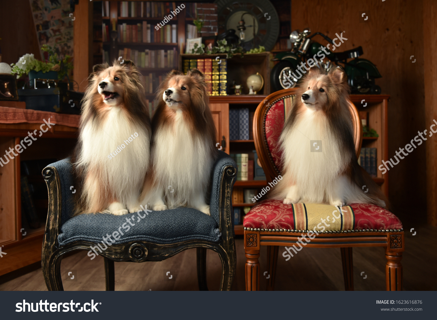 Shetland Sheepdog Japanese Photo Studio Stock Photo 1623616876