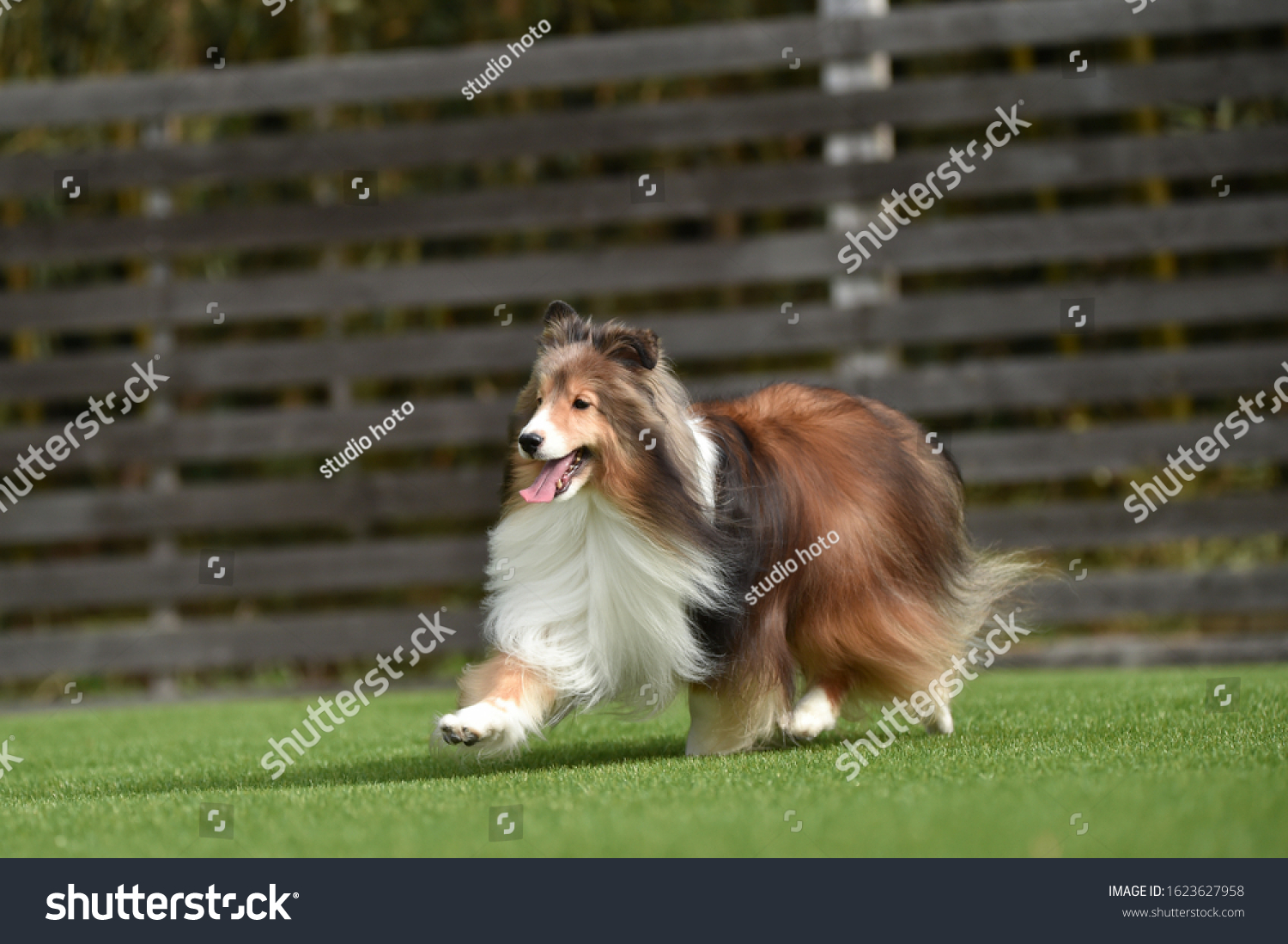 Shetland Sheepdog Japanese Photo Studio Stock Photo 1623627958