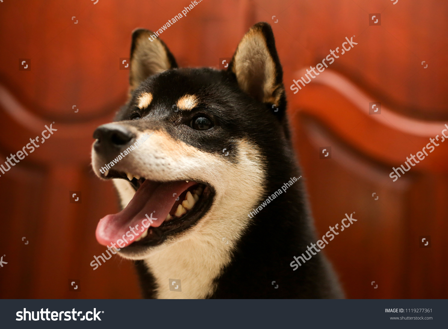 Shiba Inu Color Black Tan Puppy Stock Photo Edit Now 1119277361