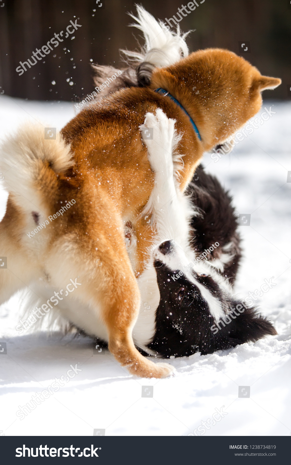 shiba inu border collie