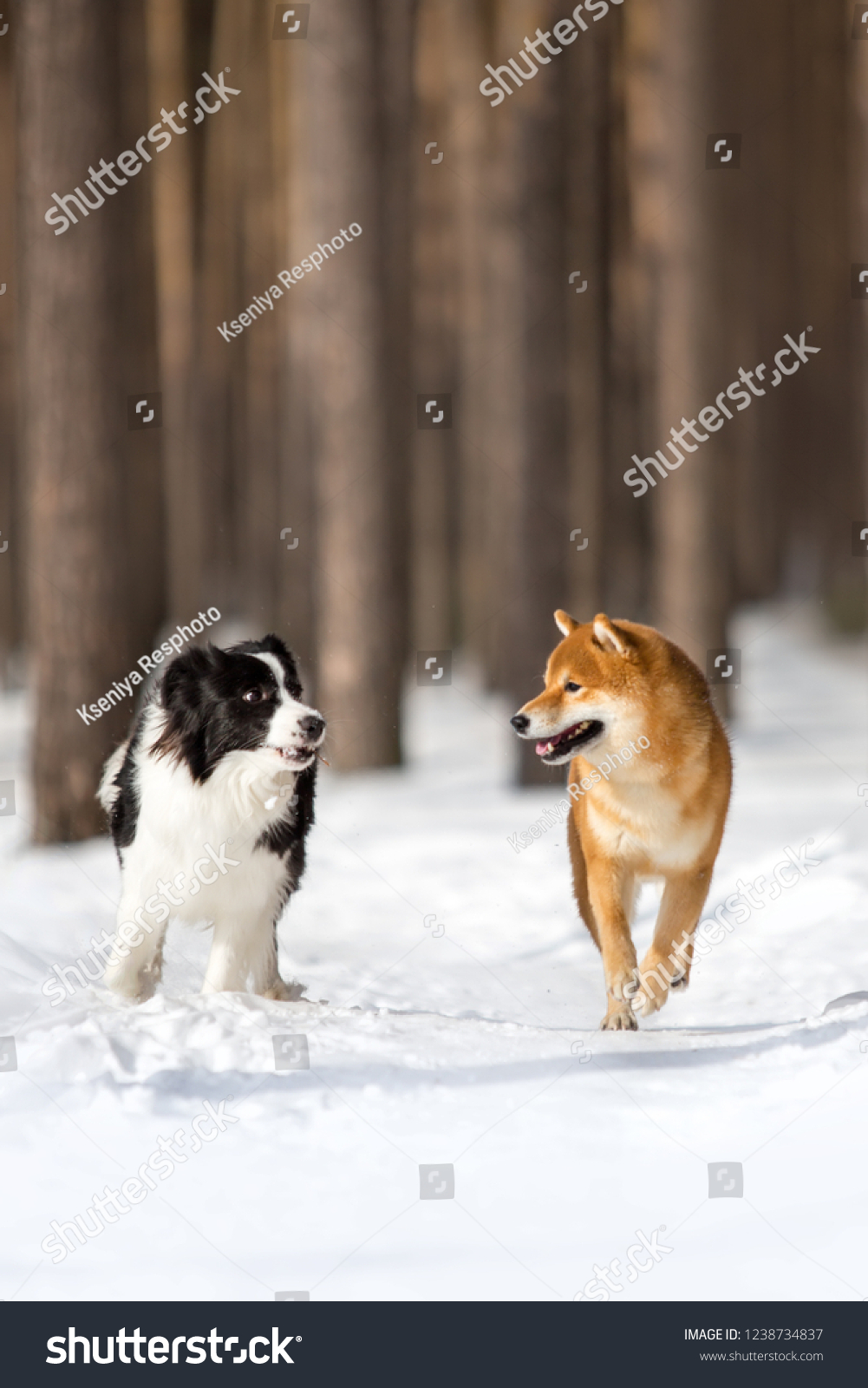 shiba inu border collie