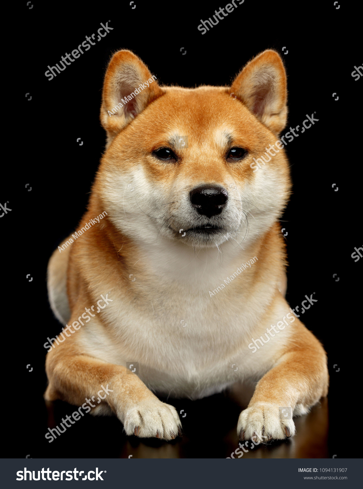 Shiba Inu Dog Isolated On Black Stock Photo Edit Now 1094131907