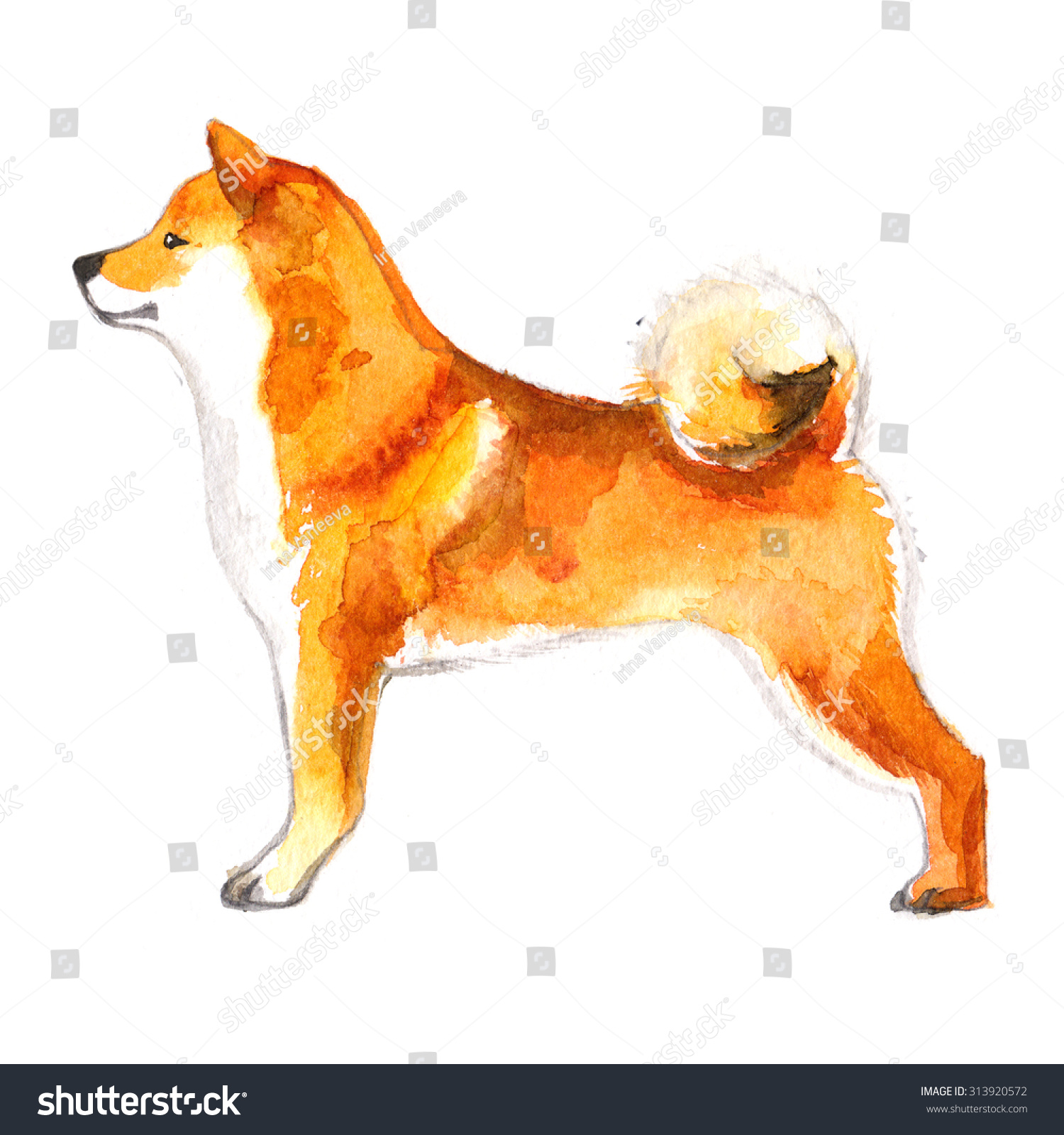 Shiba Inu Dog Painted Watercolors On Stock Illustration