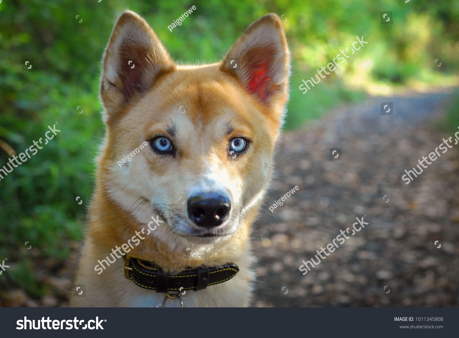 Shiba Inu Husky Mix Stock Photo (Edit Now) 1011345808 - Shutterstock