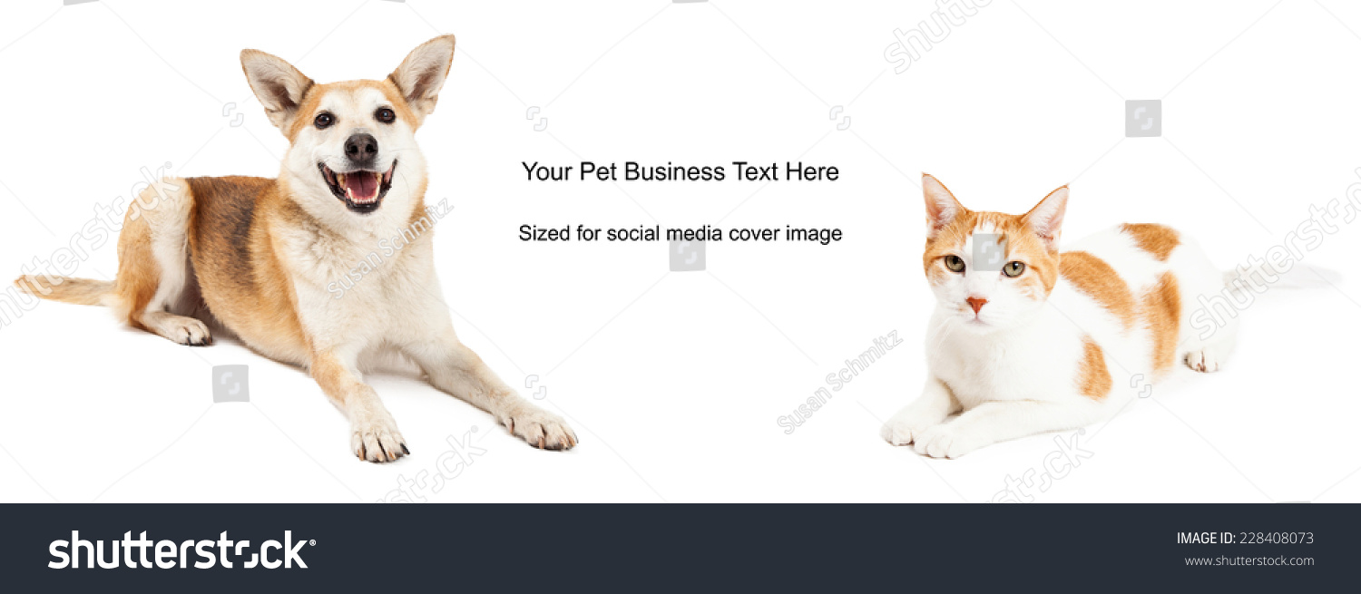 Shiba Inu Mixed Breed Dog Domestic Stock Photo Edit Now 228408073