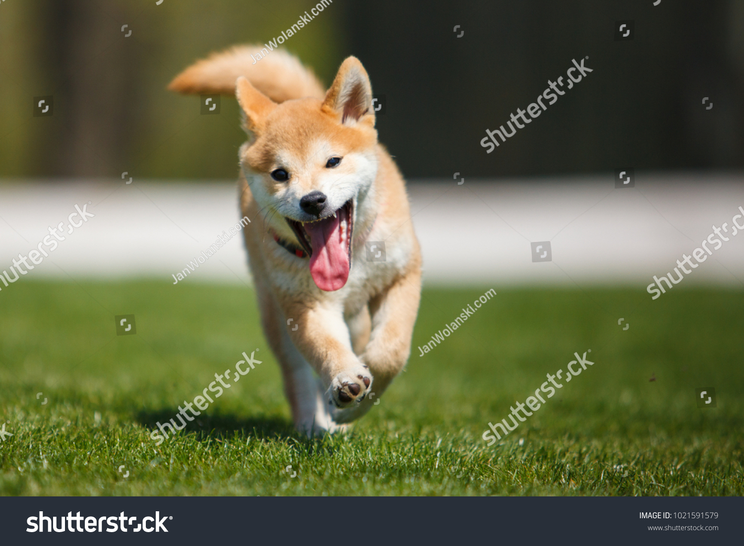 Shiba Inu Running You Blurred Background Stock Photo Edit